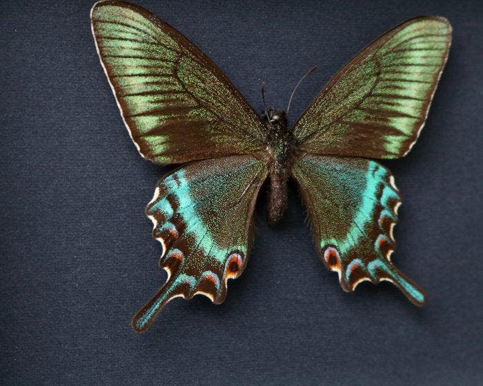 Vlinder Taxidermie volledige montage - Papilio maackii, Verzamelen, Dierenverzamelingen