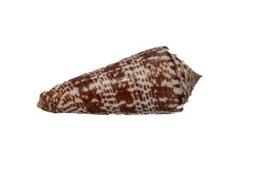 Conus thomae 80mm  Spectaculaire reusachtige zeldzaamheid