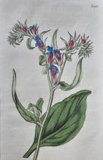 William Curtis - John Sims - Curtiss Botanical Magazine -