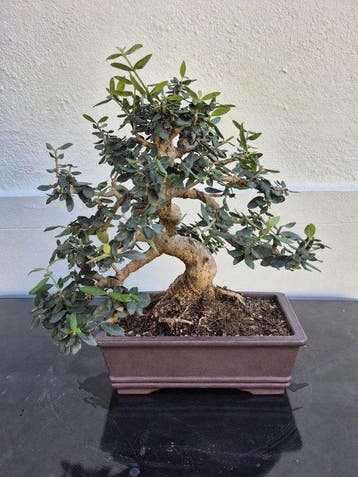 Bonsaï Olivier (Olea europaea) - Hauteur (arbre) : 31 cm -, Antiquités & Art