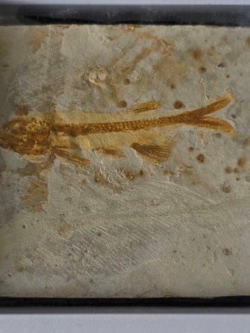Gefossiliseerd dier - Lot of 3 Fossils – Lycoptera Fish,