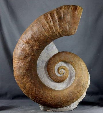Grote en fraaie ammoniet van 67 cm!! Uitgerold exemplaar -