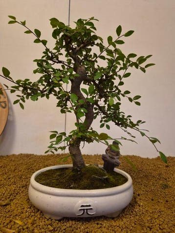 Japanese iep bonsai (Zelkova) - Hoogte (boom): 37 cm -
