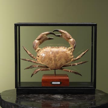 Noordzeekrab XL in Vitrine, Ophalen of Verzenden, Nieuw, Wild dier, Opgezet dier
