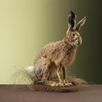 Haas Taxidermie Opgezette Dieren By Max, Ophalen of Verzenden, Nieuw, Wild dier, Opgezet dier