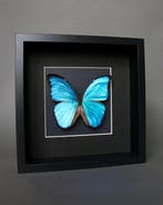 Vlinder Taxidermie volledige montage - Morpho didius - 25 cm