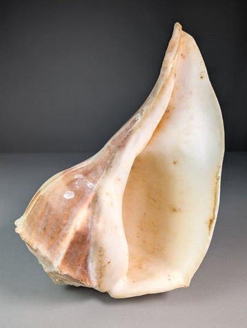 Grande coquille de bulot Busycon Coquillage marin - Busycon