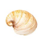 Heart Cockle - volledige schelp (2 helften) Skelet - Glossus, Verzamelen, Nieuw