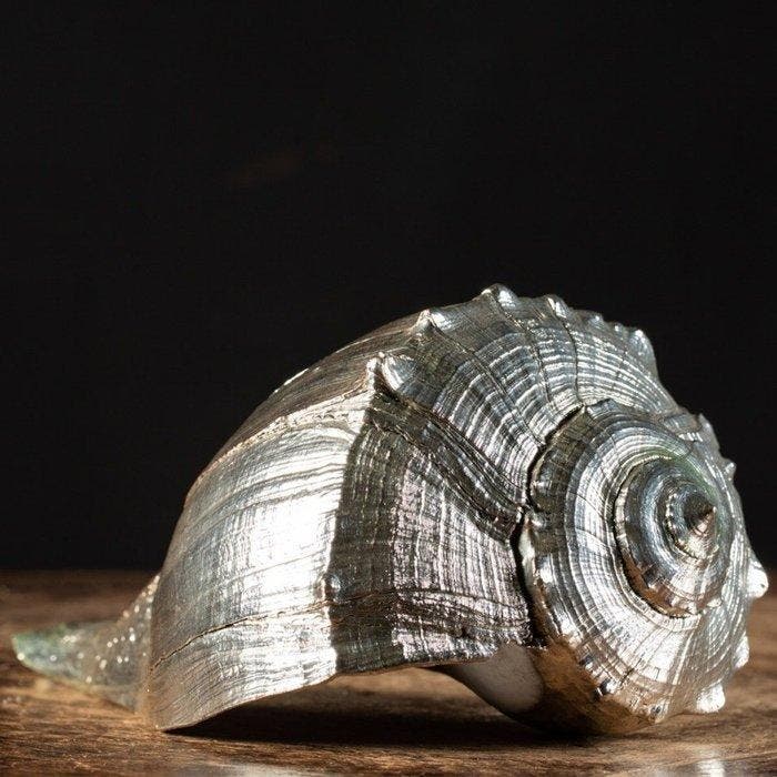 Exclusief Luxeobject - Verzilverd Zeeschelp - Busycon, Antiquités & Art, Curiosités & Brocante