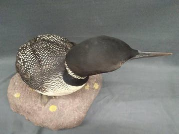 Grote noordduiker Taxidermie volledige montage - Gavia., Nieuw