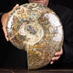 Exclusif rare Cleoniceras rouge polonais - Coquillage