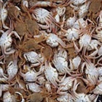 Shrimpfood Frozen Crab - 500 g, Animaux & Accessoires