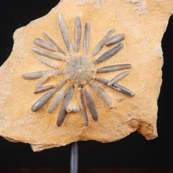 Fossiel echinoïde op matrix - Asterocidaris Bistriata -