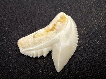 Tijgerhaai Tand - Galeocerdo cuvier - 23 mm - 22 mm - 4 mm