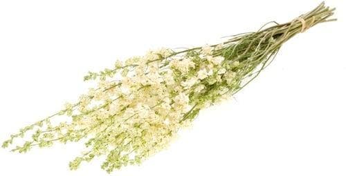 Delphinium droogbloem Wit Naturel, Huis en Inrichting, Woonaccessoires | Kunstplanten en Kunstbloemen, Nieuw