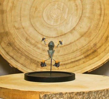 Kikker Taxidermie volledige montage - Rhacophorus