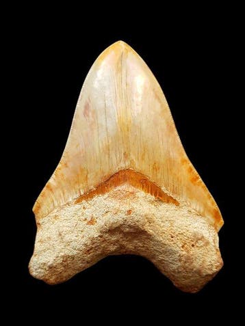 Mégalodon - Dent fossile - 14.6 cm - 10.7 cm, Verzamelen