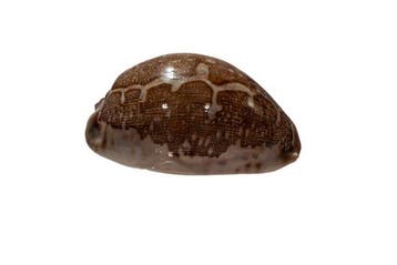 Landkaartkauri (Cypraea mappa) | Prachtstuk 73 mm |, Nieuw