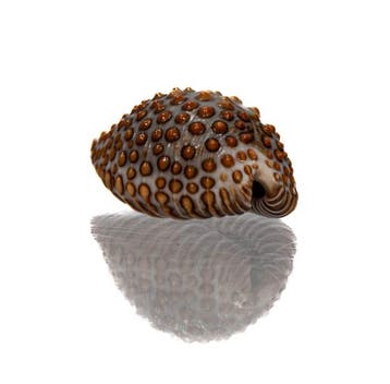 TAILLE DU RECORD DU MONDE ? Jenneria pustulata (26 mm) |