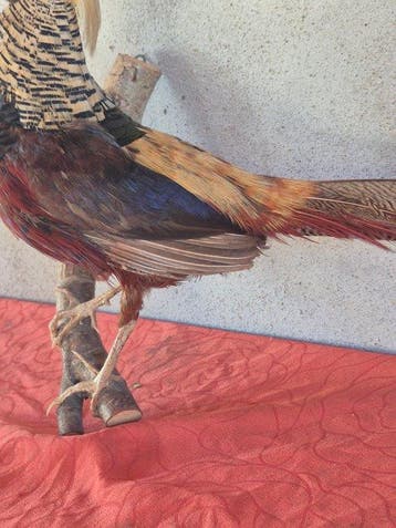 Gouden fazant Taxidermie wandmontage - Chrysolophus pictus -
