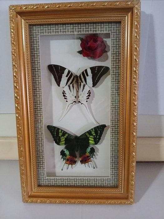 Papillon Support mural pour taxidermie - Graphium, Antiquités & Art, Curiosités & Brocante