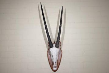 Crâne de gemsbok Crâne de mammifère - Oryx gazella - 34 cm -, Collections, Collections Animaux