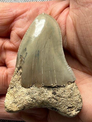 Megalodon-tand 6,8 cm Pathologisch tand - Fossiele tand -