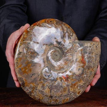 Exclusieve Poolse Cleoniceras - Gefossiliseerde schelp -, Verzamelen