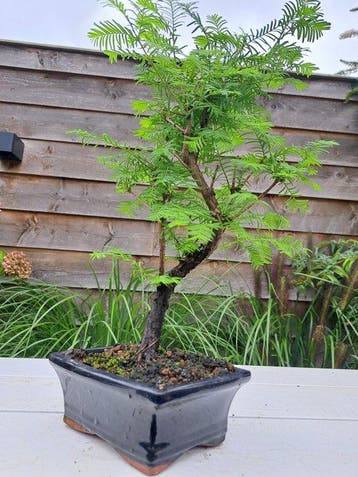 metasequoia bonsai in bonsaischaal - Hoogte (boom): 32 cm -