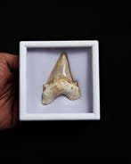 Haai - Fossiele tand - Otodus obliquus Premiun Museo