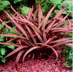 Cryptocoryne balansae Pink - In vitro, Dieren en Toebehoren, Verzenden, Nieuw