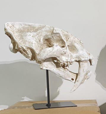 REPLICA - Chat à dents de sabre - Crâne fossile - Smilodon -, Verzamelen