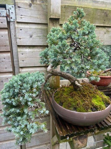 Juniperus Squamata - Hoogte (boom): 46 cm - Diepte (boom):
