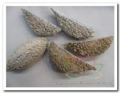 Bolsa de Pastor Bleached Frost 10 stuks, Nieuw