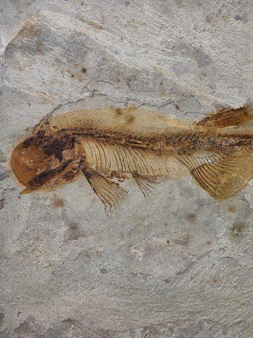 Vis - Gefossiliseerd dier - Lycoptera - 11 cm (Zonder