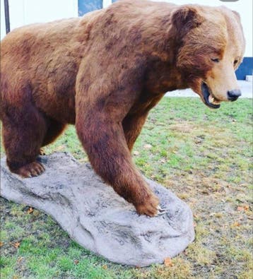 ours kodiack Support de corps entier pour taxidermie - URSUS, Nieuw