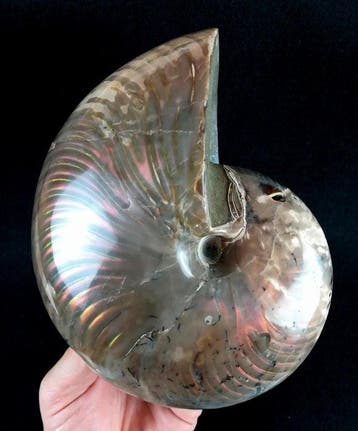Excellent Nautilus!!! – des couleurs impressionnantes -, Verzamelen