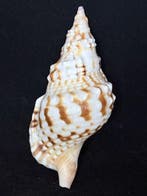Zeeslak Zeeschelp - S-131 CHARONIA LAMPAS (Zonder, Nieuw