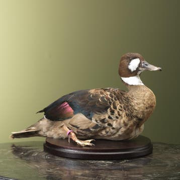 Bronsvleugeleend Taxidermie Opgezette Dieren By Max, Verzamelen, Ophalen of Verzenden, Nieuw, Vogel, Opgezet dier