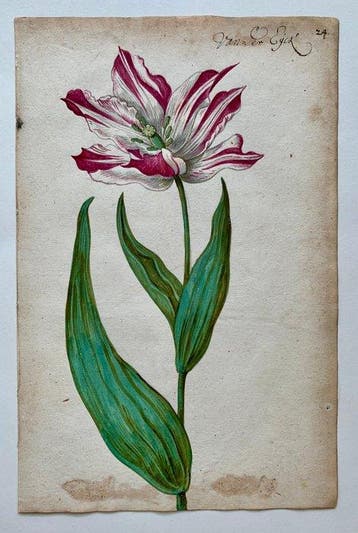World - Tulpenmanie / Nederlandse Gouden Eeuw; Anonymous, Nieuw