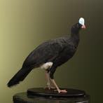 Helmhokko Taxidermie Opgezette Dieren By Max, Ophalen of Verzenden, Nieuw, Vogel, Opgezet dier