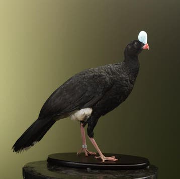 Helmhokko Taxidermie Opgezette Dieren By Max, Ophalen of Verzenden, Opgezet dier
