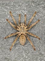 Heteroscodra maculata Taxidermie wandmontage - Heteroscodra