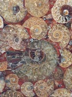 Ammoniet - Gefossiliseerd dier - Aioloceras (Cleoniceras)