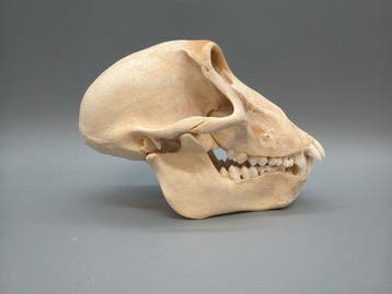 Aap Schedel van een zoogdier - Papio Ursinus - 10 cm - 8 cm