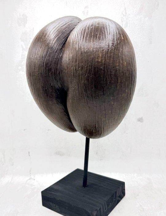 Coco de mer Taxidermie volledige montage - Lodoicea, Antiek en Kunst, Curiosa en Brocante