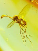 Ambre naturelle dinsectes Ambre doré Diptères - Ambre -