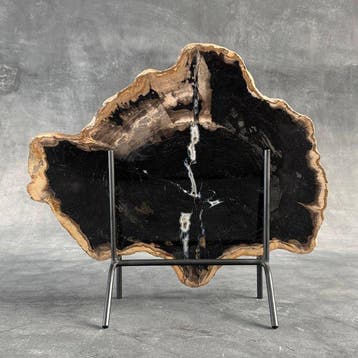 C- Magnifique grande tranche de bois pétrifié sur un socle