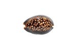 Dark pattern $$$$ Mauritiaanse cowrie $$$ GEM - perfect stuk