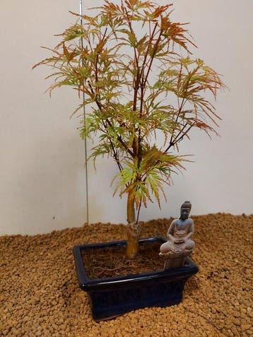 Japanese maple bonsai (Acer palmatum) - Hauteur (arbre) : 32